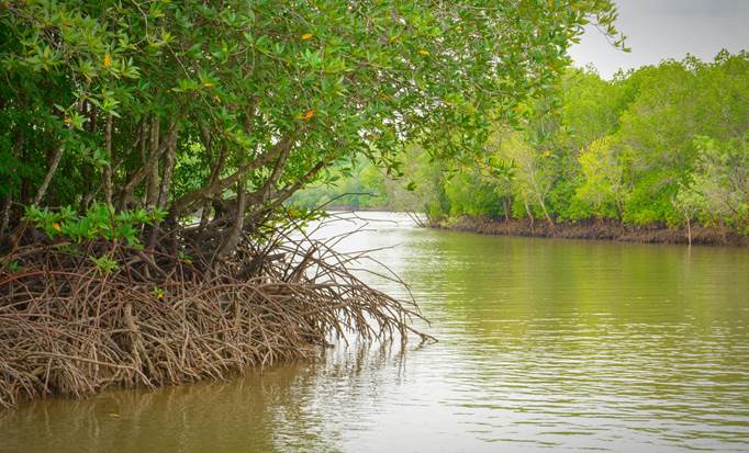 Garifuna and Mangrove Tunnel