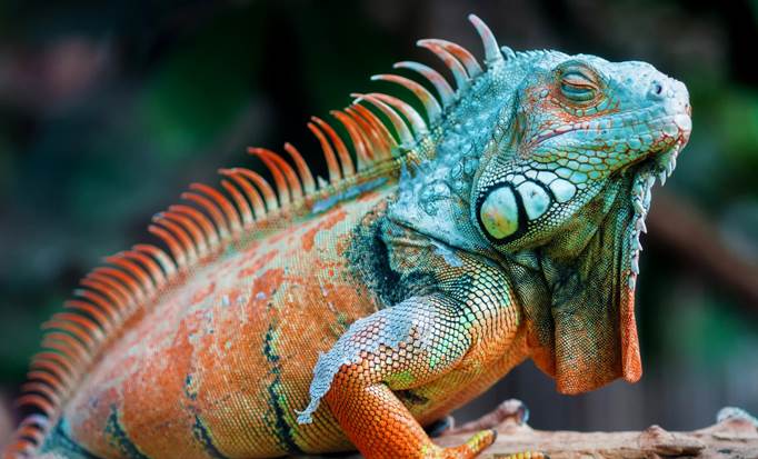 Island Tour, Iguana Park and Beach