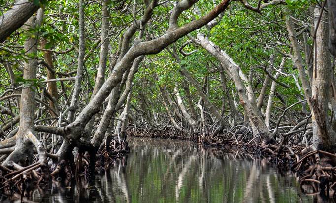 Mangrove Tunnel, Iguana Park and Snorkel