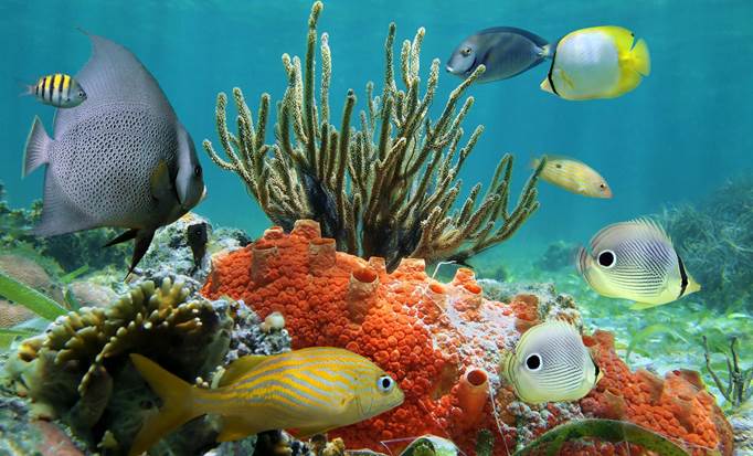 Cozumel El Cielo Reef & Colombia Reef Snorkel & Lunch | Shore Trip